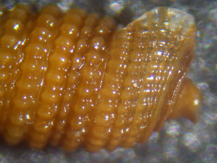 Monophorus erythrosoma e Cheirodonta palescens